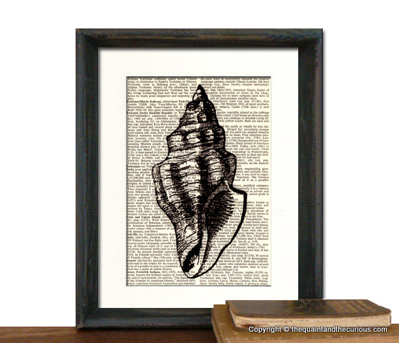 Beach Decor - Seashell Art Print - Nautical Decor - Mothers Day Fathers Day Picture Gift Present Home Office Decor - MATTED