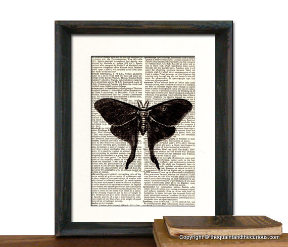 Butterfly Moth Art Print - Mothers Day Fathers Day Graduation Gift Present - Home Office Decor MATTED